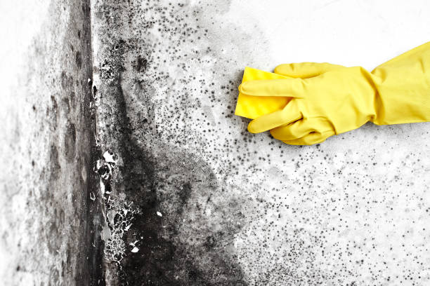 Reliable Coalville, UT Mold Remediation Solutions