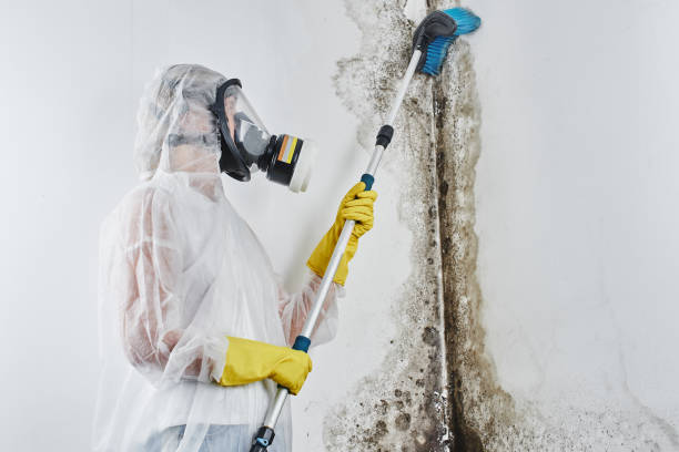 Best Commercial Mold Remediation in Coalville, UT