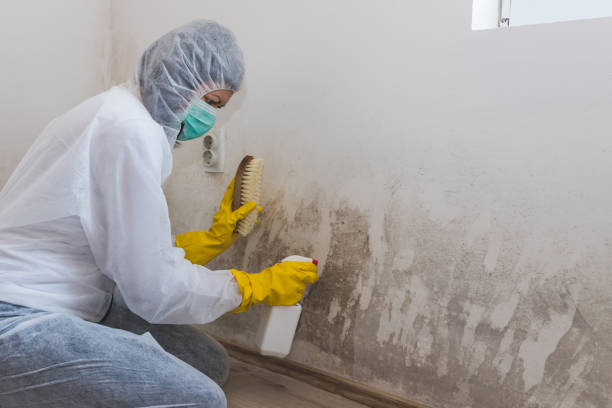 Best White Mold Remediation in Coalville, UT