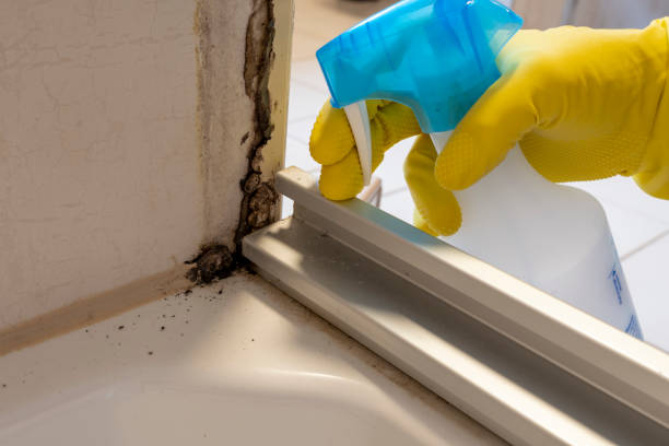 Best Localized Mold Remediation (e.g., coastal areas, humid climates) in Coalville, UT