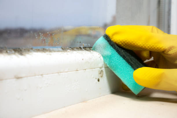 Best Emergency Mold Remediation in Coalville, UT