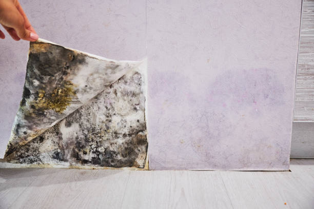 Best Insurance-Related Mold Remediation in Coalville, UT
